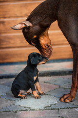 Doberman puppies for adoption in Maine,