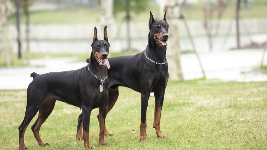 Doberman Puppies Chicago Illinois

