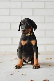 Buy a Doberman puppy North Dakota