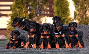 Doberman puppies for sale in Washington