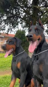 Purebred Doberman Puppies Virginia

