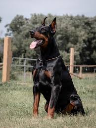 Doberman Puppies Cleveland Ohio
