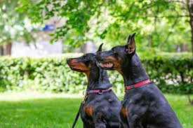 Reputable Doberman Breeders Kentucky
