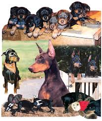 Cheap Doberman Puppies Alabama
