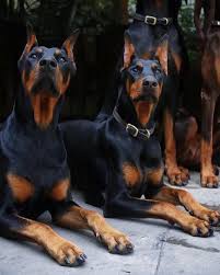 Doberman Puppies Oklahoma
