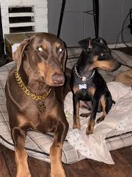 Doberman puppies for sale in Oklahoma