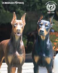 New York Doberman Breeders
