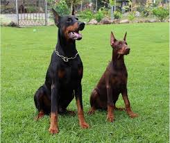 Affordable Doberman Puppies Louisiana

