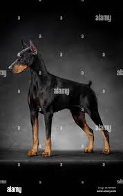 Doberman Puppies Near Me Maryland