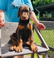 Licensed Doberman Breeders South Carolina
