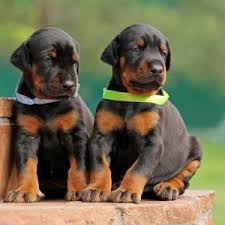 Adopt Doberman puppies Rhode Island, 