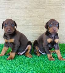 Doberman puppies for sale in Oklahoma