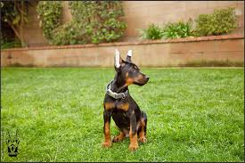 Purebred Doberman Puppies Nevada