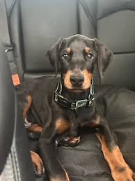 Miniature Doberman Puppies in Rhode Island