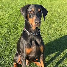Champion Bloodline Doberman Breeders Wisconsin
