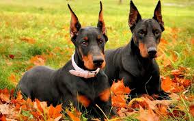 Doberman Pinscher puppies for sale in Oregon
