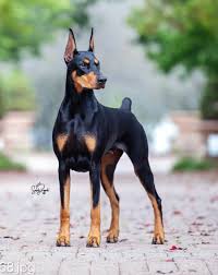 Doberman puppies for sale near me Nebraska, 