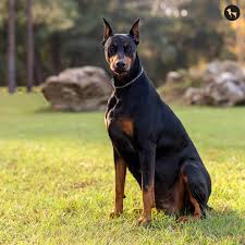 Doberman puppies for rehoming in Vermont, 