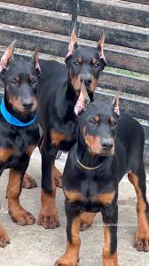 Doberman puppies for sale in Alabama