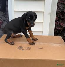 Doberman prices in Nevada, 