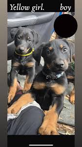 Doberman puppies for sale in Minnesota