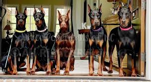 Doberman puppies for sale in West Virginia