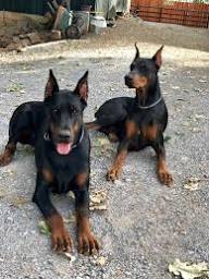Doberman Puppies San Antonio Texas