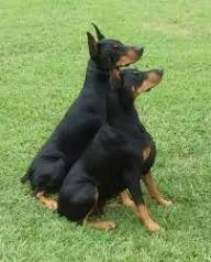 Champion Bloodline Doberman California
