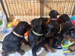 Buy a doberman puppy ohio
