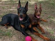 European Red Doberman Puppies Florida