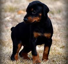 Affordable Doberman puppies North Carolina
