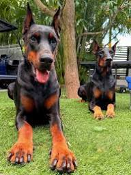 Trained Doberman Puppies Washington
