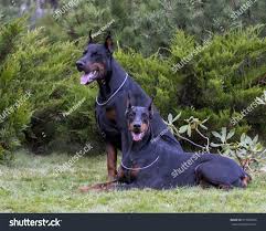 Family Raised Doberman Puppies Massachusetts
