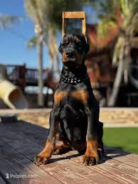 Doberman puppies for sale in Tennessee 