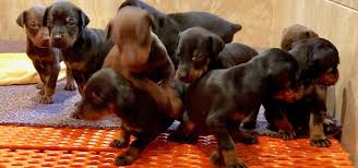 AKC Doberman puppies New Jersey