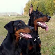 Doberman Puppies Sandy Springs Georgia
