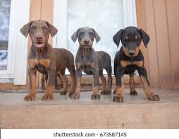 Best Doberman Breeders in Massachusetts