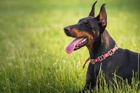 European Red Doberman Puppies Michigan 