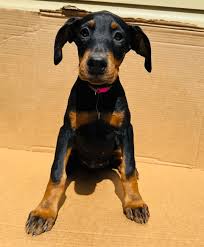 Cheep Doberman puppies for sale in Colorado
