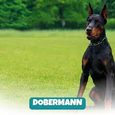 Registered Doberman Puppies Pennsylvania