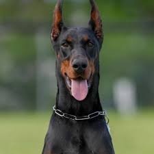 New Jersey Doberman Breeders