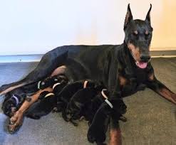 Adopt a Doberman Puppy in Wyoming