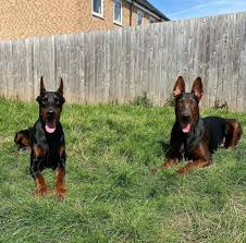 Reputable Doberman Breeders Arizona
