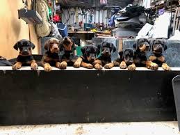 Purebred Doberman puppies for sale South Carolina