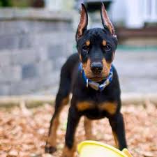 Affordable Doberman puppies Delaware, 