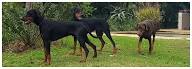 Doberman Pinscher Puppies for Sale Minnesota
