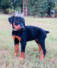 Doberman puppies for adoption in Georgia