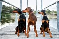  Purebred Doberman Puppies North Carolina
