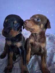 Doberman Pinscher Puppies for Sale in New Hampshire