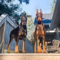 Working Line Doberman Puppies Mississippi